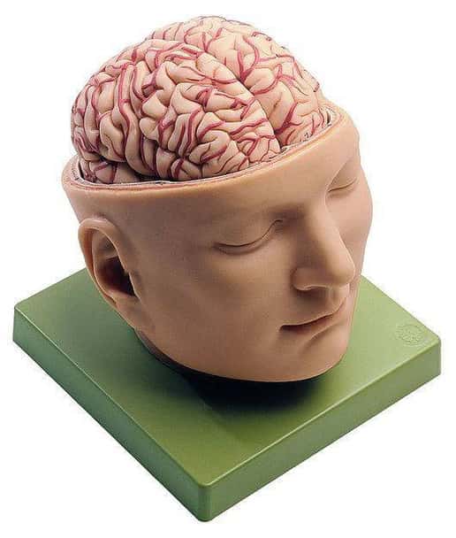 SOMSO Deluxe Brain in Half Head