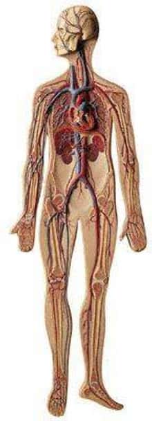 SOMSO Complete Circulatory System - 2/3 Life Size