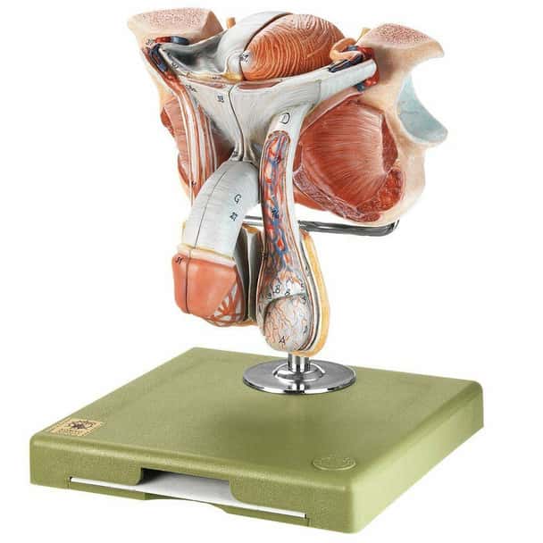 SOMSO Male Genital Organs