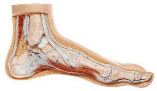 SOMSO Normal Foot Model
