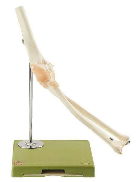 SOMSO Premium Functional Elbow Joint Model