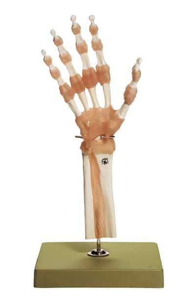 SOMSO Premium Functional Hand and Wrist Model