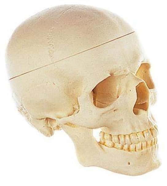 SOMSO Premium Human Skull - Male