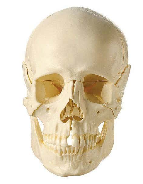 SOMSO Disarticulated Skull in 14 Pieces
