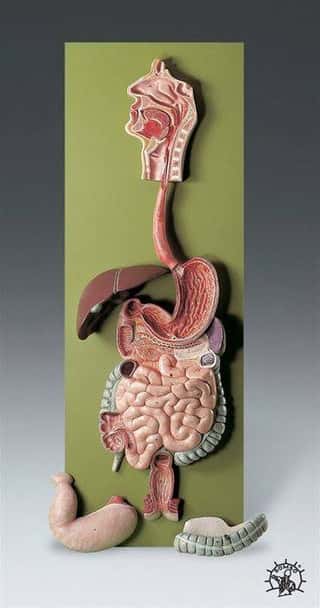 SOMSO Complete Digestive System Model - 2/3 Life Size