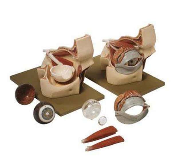 SOMSO 3x Life Size Premium Eye with Bony Orbit Anatomy Model
