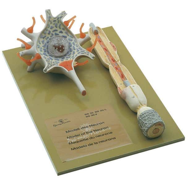 SOMSO Human Neuron Model