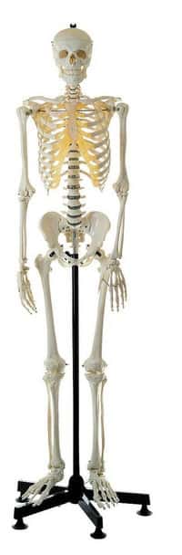 SOMSO Premium Skeleton on Stationary Stand - Male