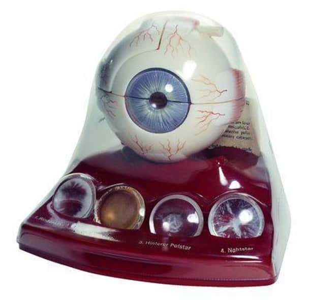 SOMSO Cataract Eye Model