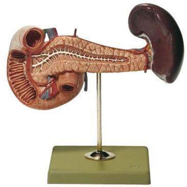 SOMSO Pancreas with Spleen and Duodenum