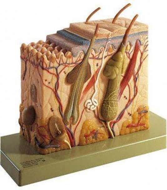 SOMSO Block Model of the Skin