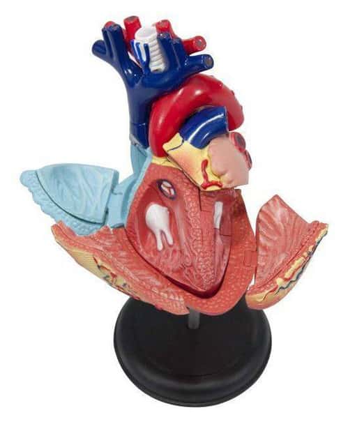 Human Heart Anatomy Model
