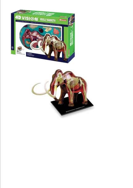 4D Vision Woolly Mammouth Anatomy Model