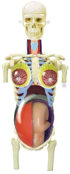 Transparent Pregnancy Torso 4D Anatomy Puzzle