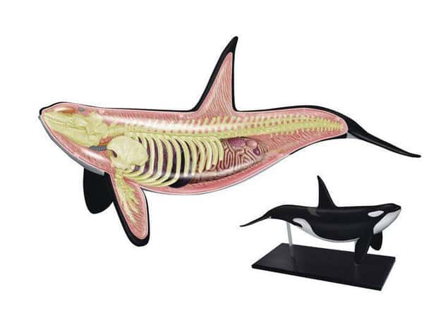 4D Orca Whale Anatomy Puzzle