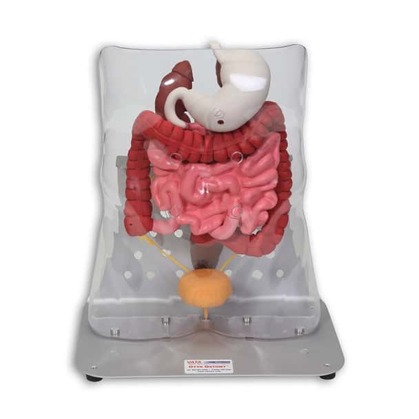 Otto Ostomy - Advanced Model with Case
