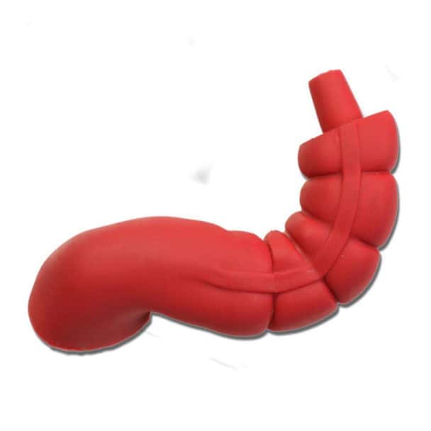 Sigmoid Large Intestine for Otto Ostomy Model