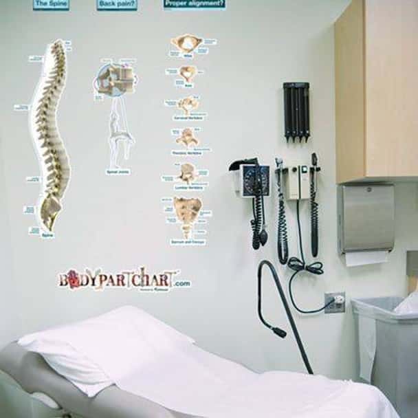 Spine Labeled Anatomy Dry-Erase Sticky Wall Chart - 27 in x 40 in