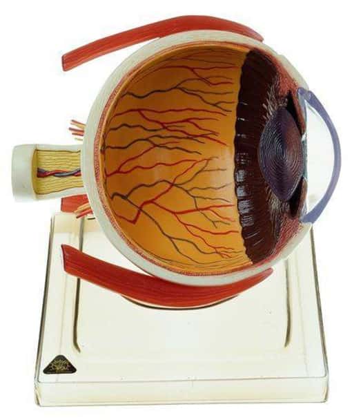 SOMSO 6x Life Size Right Half of the Human Eye Anatomy Model