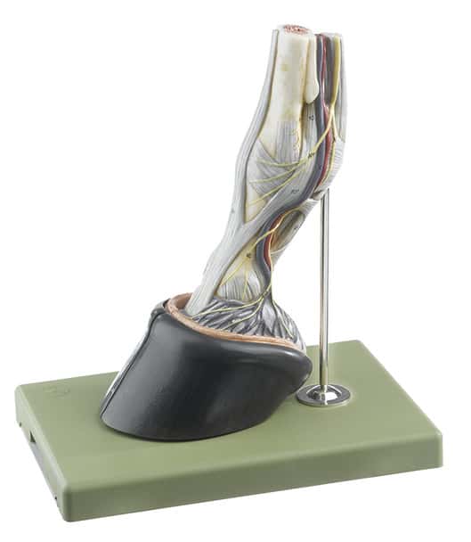 SOMSO 7-Part Horse Hoof with Ligaments, Vessels, and Nerves Anatomy Model