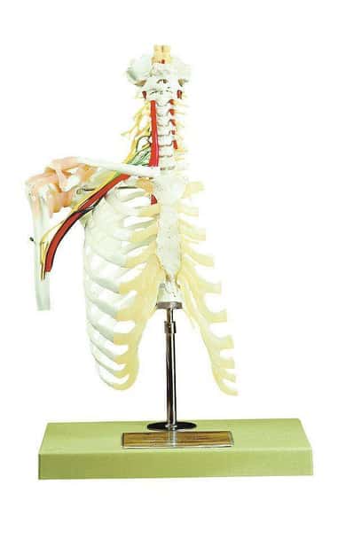 SOMSO Cervical Vertebral Column with Shoulder Girdle