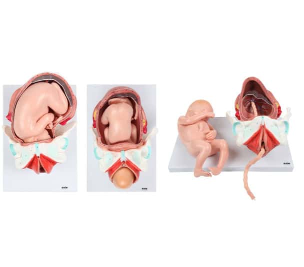 Axis Scientific 3-Stage Childbirth Process, Set of 3 Models