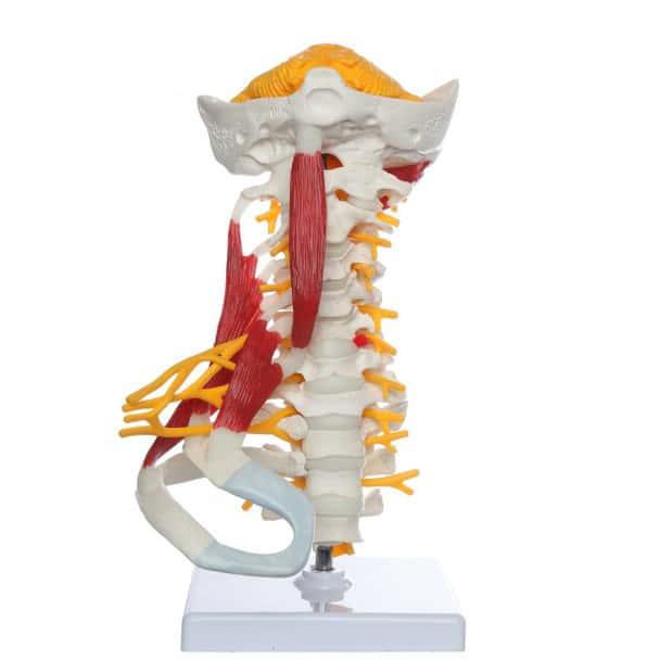 Axis Scientific Cervical Spine with Occipital Bone, Nerves, and Muscles Anatomy Model