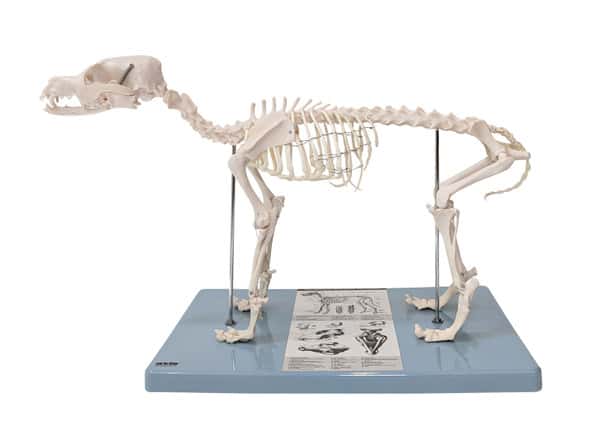 Anatomy Lab Canine Skeleton - Fixed Articulation on Base