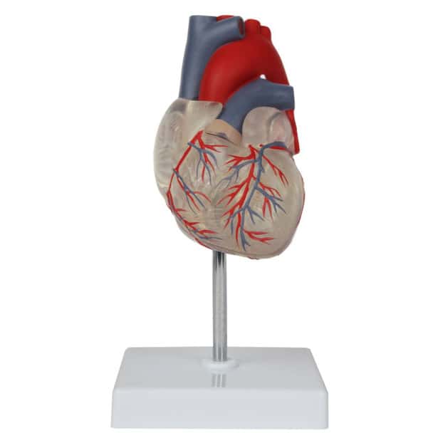 Axis Scientific Deluxe Life-Size 2-Part Transparent Human Heart Anatomy Model Product Overview