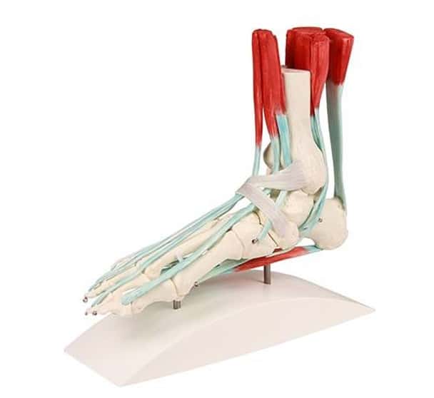 Foot Skeleton with Ligaments