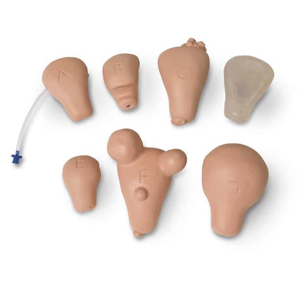 Life/form Replacement Uterus, Set of 7