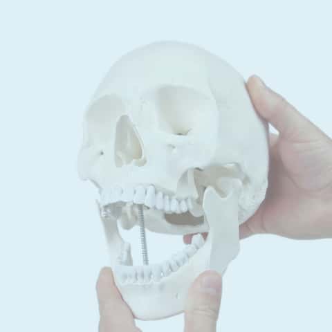 Anatomical Models