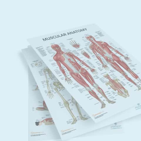 Anatomy Charts
