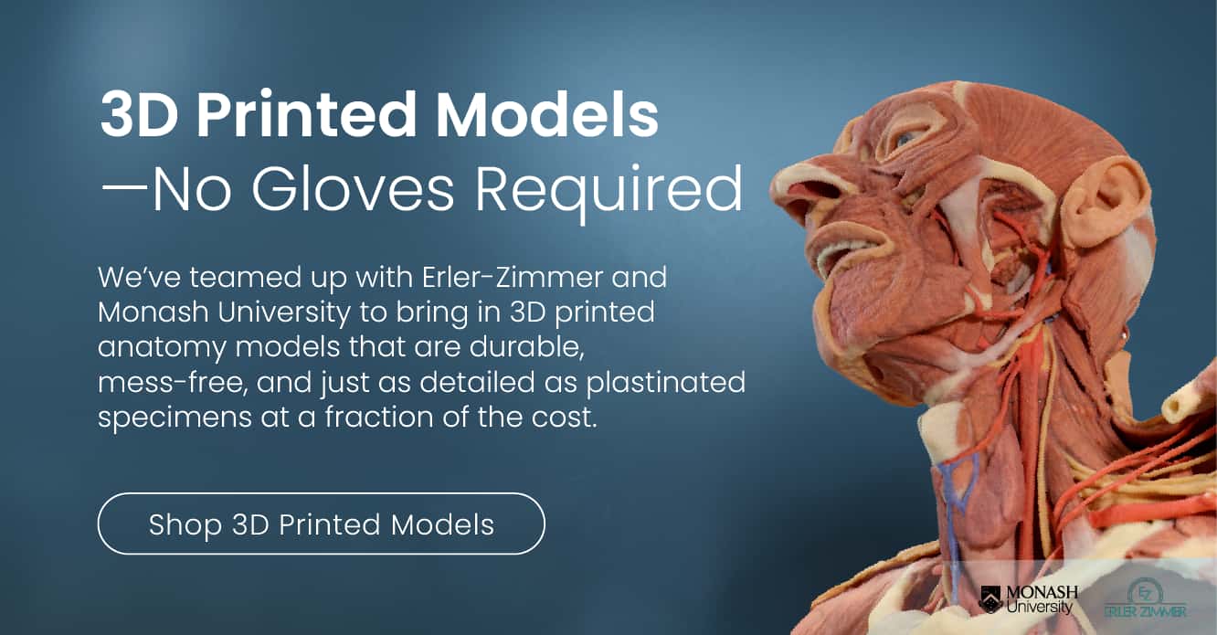 We’ve teamed up with Erler-Zimmer and Monash University to bring in 3D printed anatomy models that are durable, mess-free, and just as detailed as plastinated specimens at a fraction of the cost.