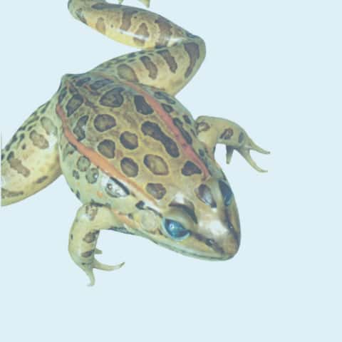 Preserved Specimens