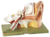 SOMSO 3-Part Enlarged Ear Anatomy Model
