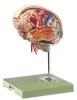 SOMSO Brain with Arteries, Falx Cerebri and Indicated Cytoarchitectural Areas Anatomy Model