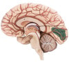 SOMSO Brain with Arteries, Falx Cerebri and Indicated Cytoarchitectural Areas Anatomy Model