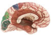 SOMSO Brain with Arteries, Falx Cerebri and Indicated Cytoarchitectural Areas Anatomy Model