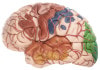 SOMSO Brain with Arteries, Falx Cerebri and Indicated Cytoarchitectural Areas Anatomy Model