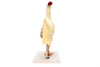 Anatomy Lab Chicken (Gallus gallus domesticus) Anatomy Model