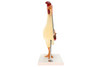 Anatomy Lab Chicken (Gallus gallus domesticus) Anatomy Model