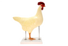 Anatomy Lab Chicken (Gallus gallus domesticus) Anatomy Model
