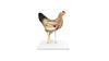 Anatomy Lab Chicken (Gallus gallus domesticus) Anatomy Model