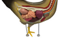 Anatomy Lab Chicken (Gallus gallus domesticus) Anatomy Model