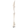 Axis Scientific Canine Forelimb with Scapula