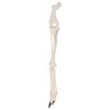 Axis Scientific Canine Hindlimb with Foot