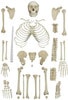 Rudiger Anatomie Premium Complete Disarticulated Skeleton with Female Pelvis