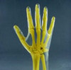 Anthropomorphic Hand Phantom