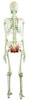 Rudiger Anatomie Premium Skeleton with Female Pelvic Floor Muscles